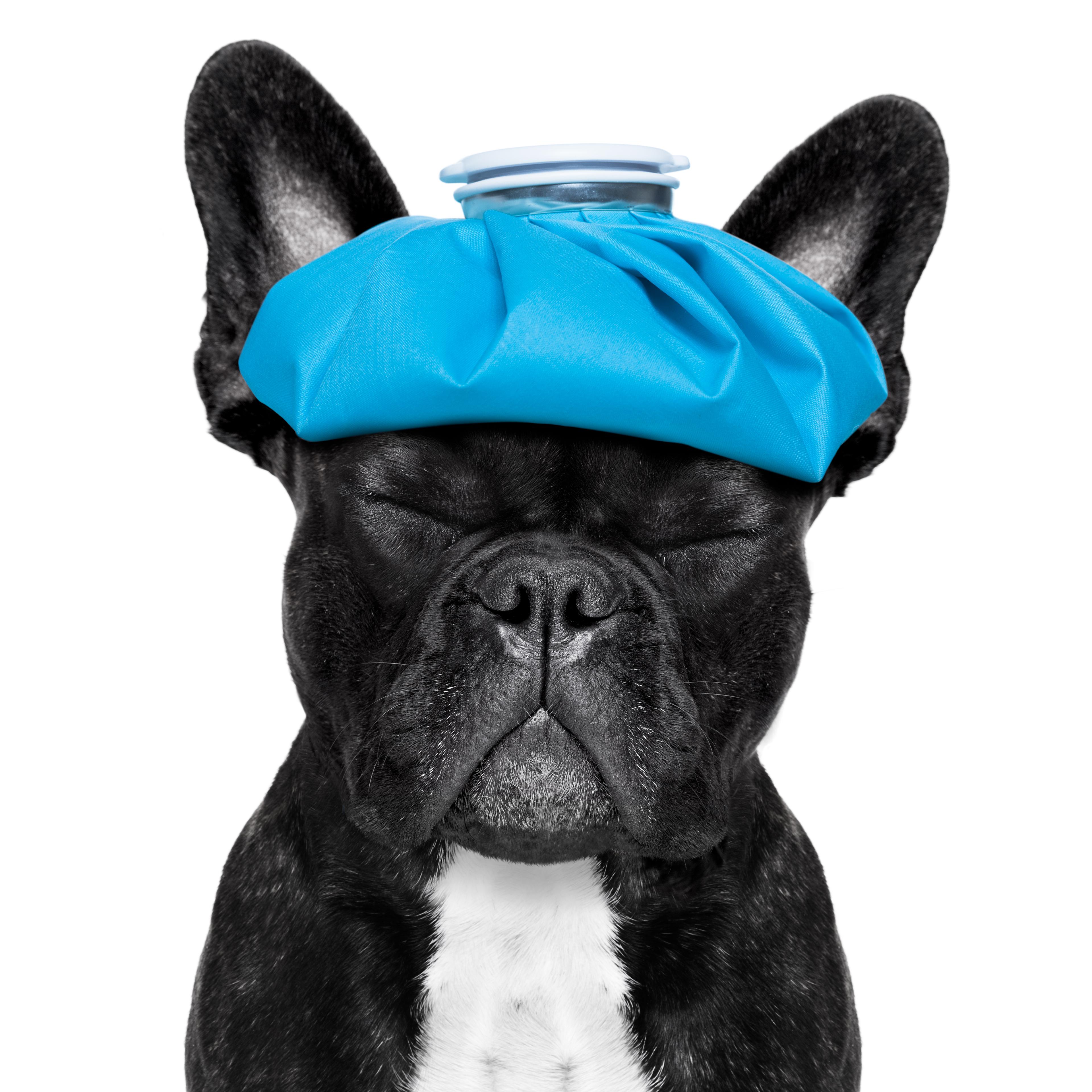 Don't let your migraine headaches dog your day